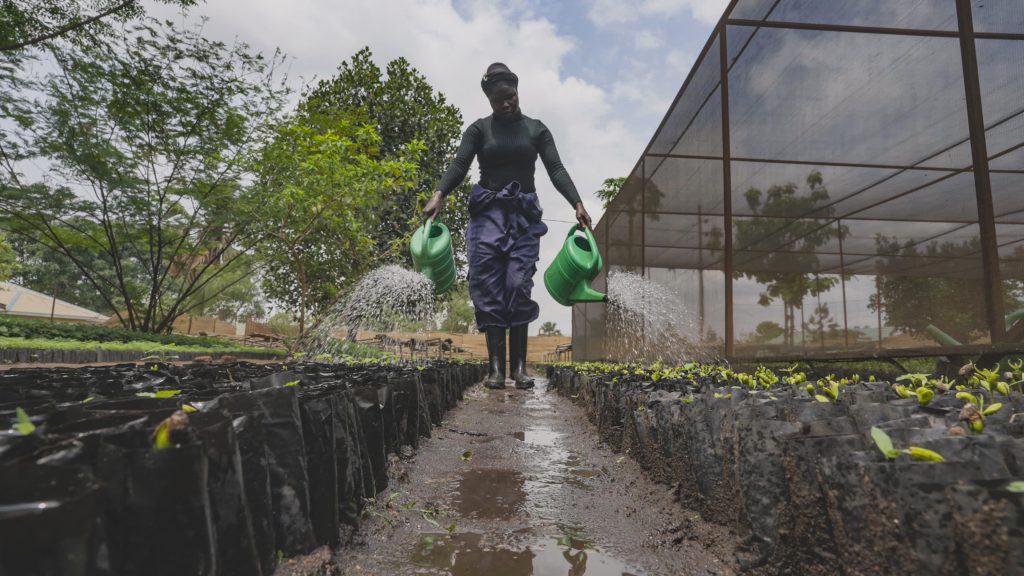 Thousands of saplings being prepared for  the forest restoration at Bidibidi